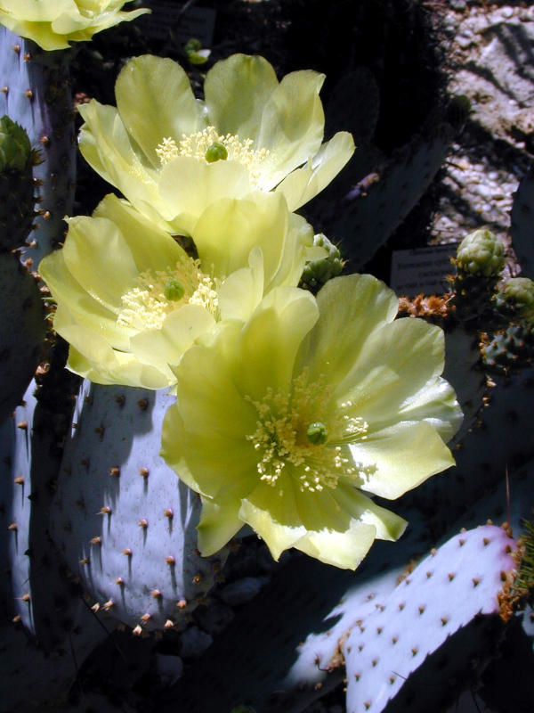 cactusflower