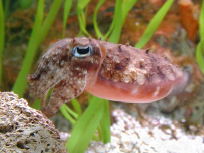 squidside
