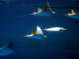 devilfish
