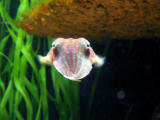cuttlefishfront