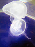 jellyfishrelection
