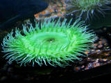 anemonegreen