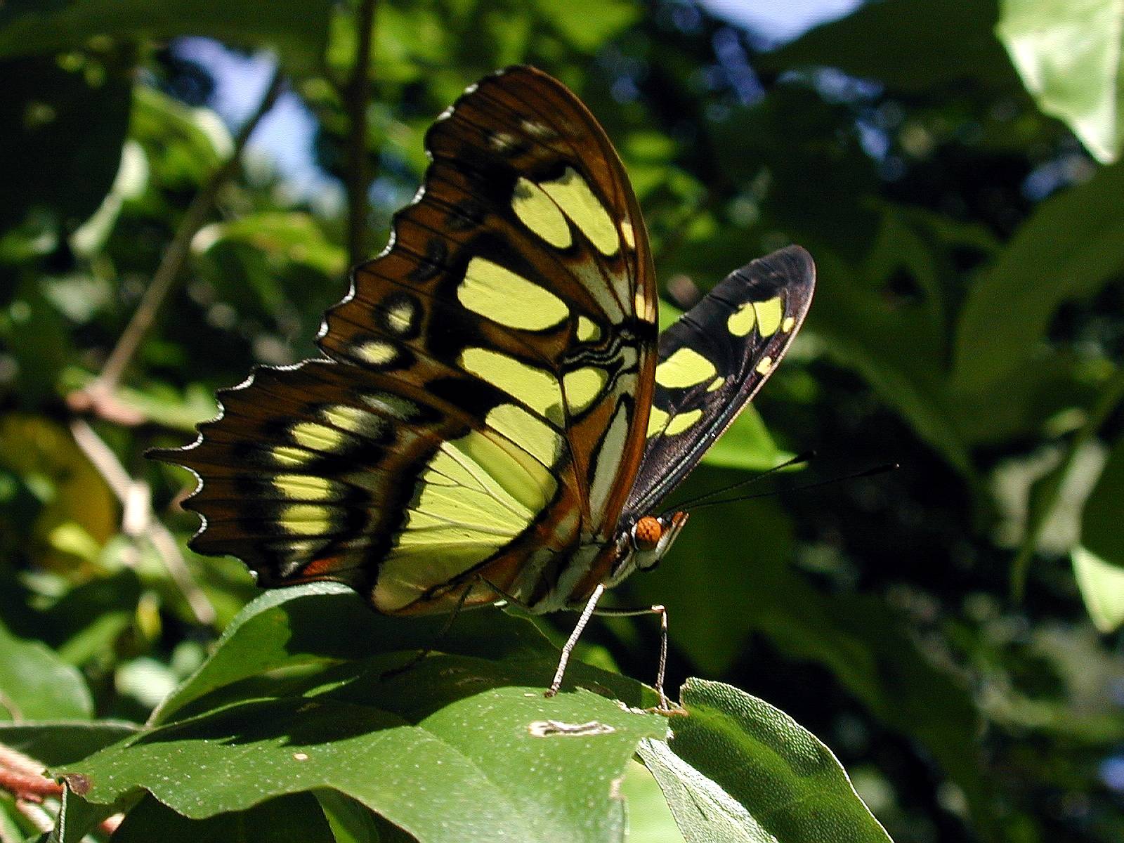 greenswallowtail