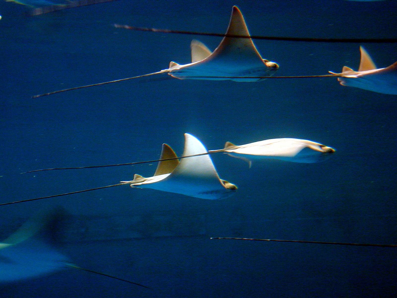 devilfish