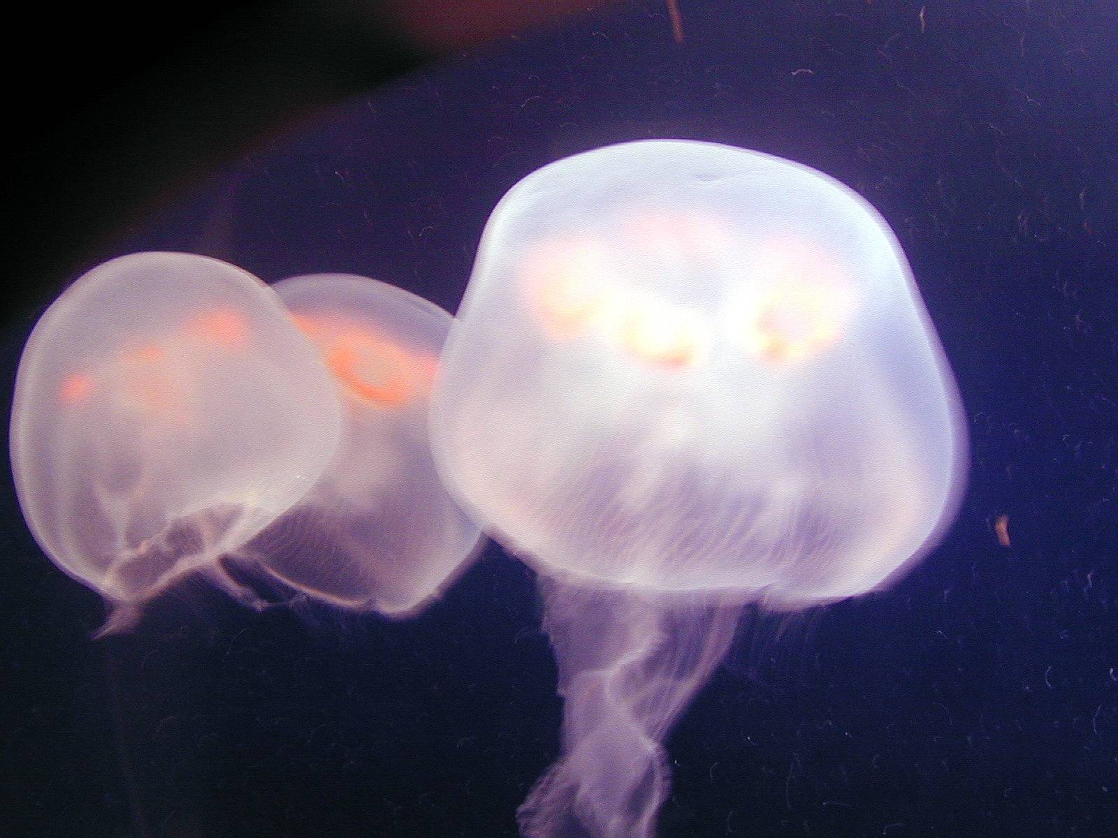 3jellyfish