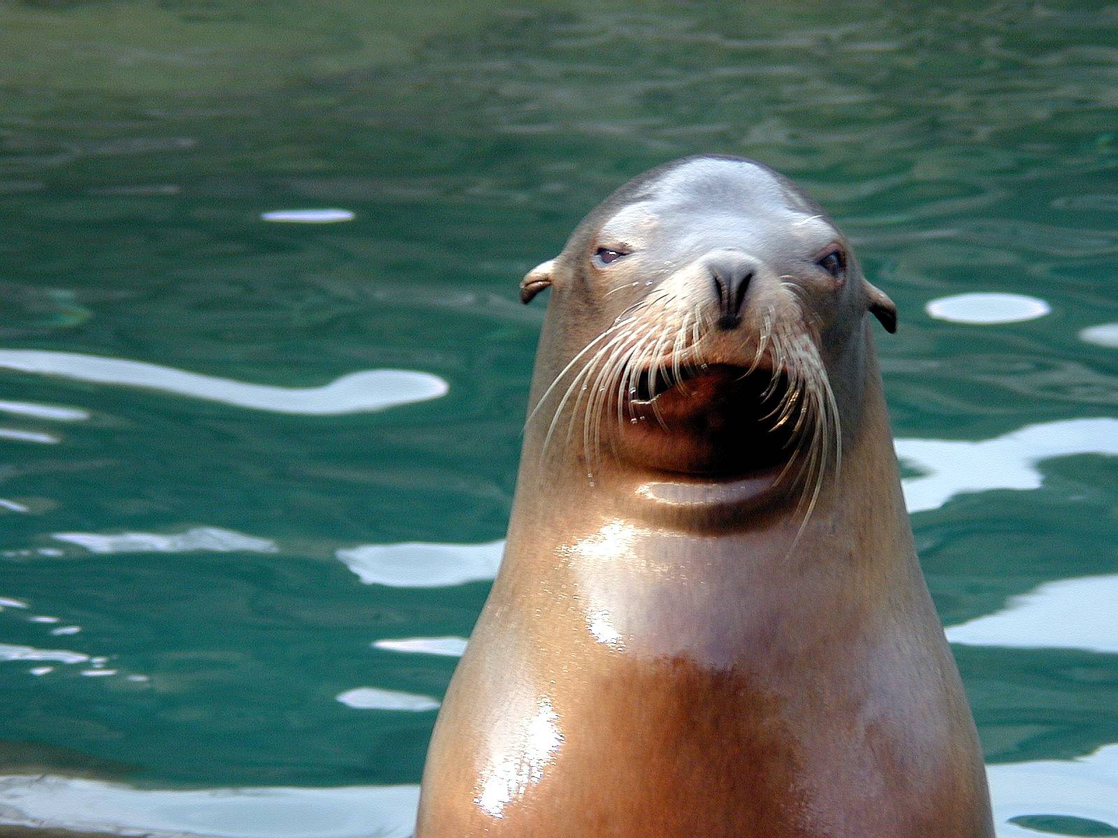 seal
