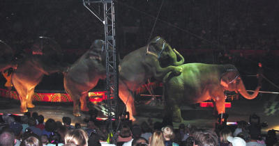 Circus - elephants 3.jpg