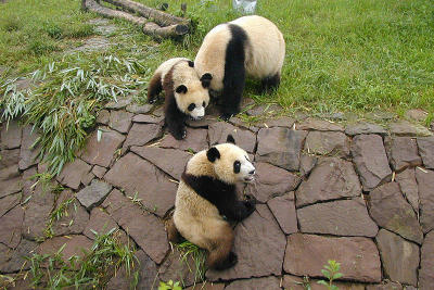 105 - Panda Reservate, Chengdu