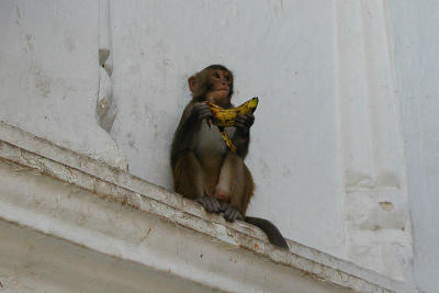 413 - Monkey eating Shiva's Bananas