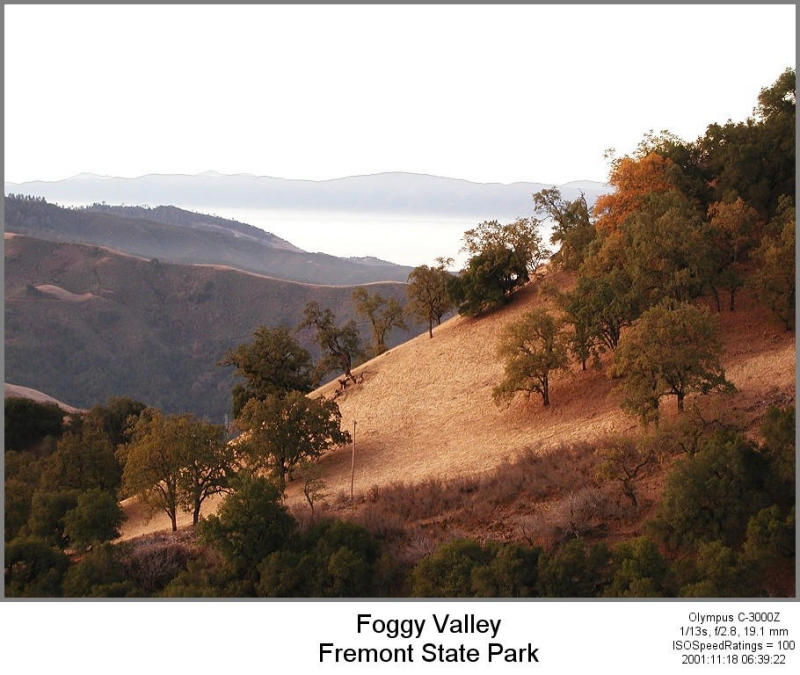 PB184165_FoggyHillside.JPG