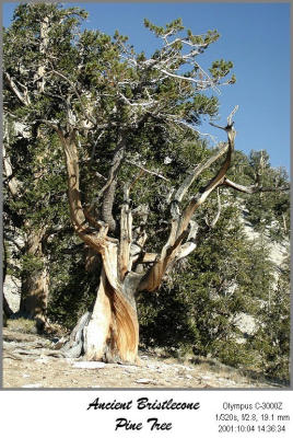 PA043503P_TreeIF.jpg