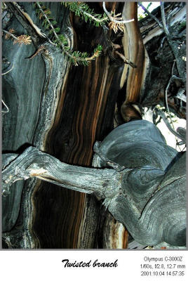 PA043520P_TwistedBranchIF.jpg