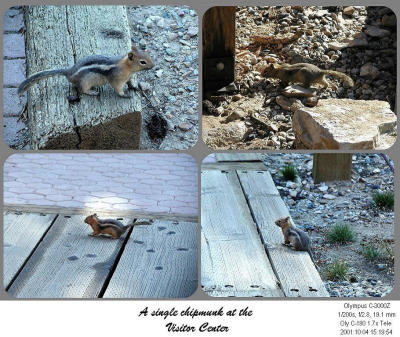 PA043522_ChipMunkIF_Comp.jpg