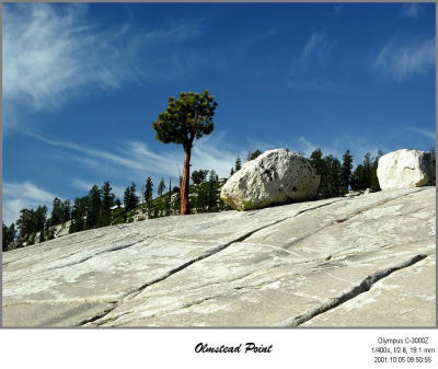 PA053606_OlmstedPtTree.JPG