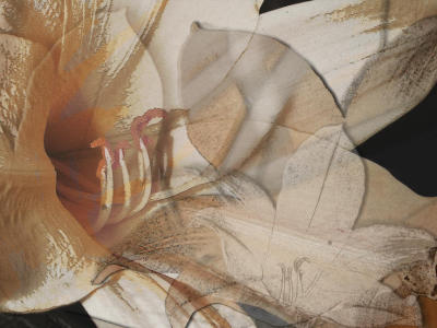 Composite from Day Lily photos