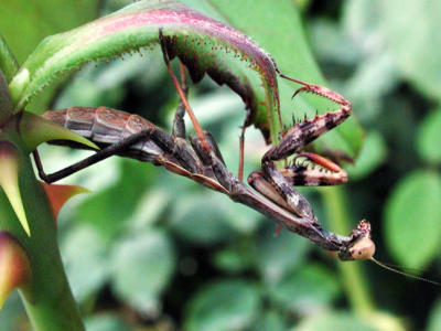 Praying-Mantis-upside down