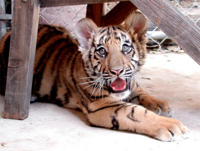 Baby Bengal Tiger-7 weeks through 11 weeks old