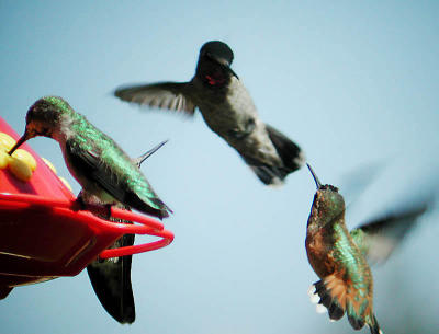 Hummingbird Combat