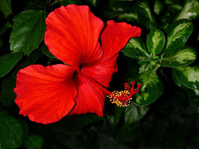 Red-Hibiscus.jpg