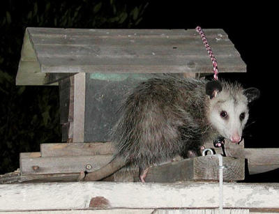 Opossum at Birdfeeder