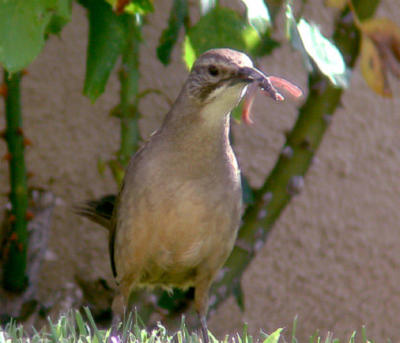 Calif. Thrasher with breakfast