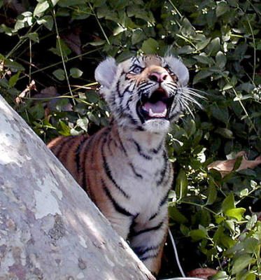 Baby Bengal Tiger at Three Months Old