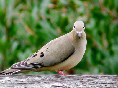 Mourning Dove loves the camera