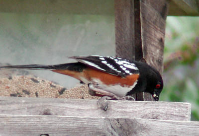 Spotted-towhee