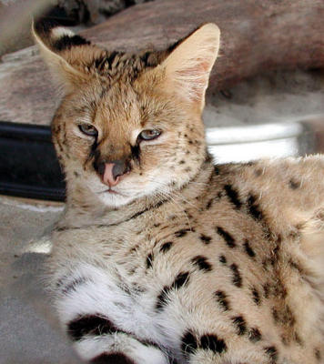 Serval from inside his cage