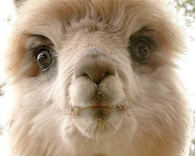 Alpaca-close-face