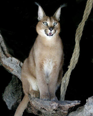 Caracal from inside the cage