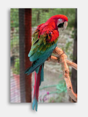 Macaw from inside the cage