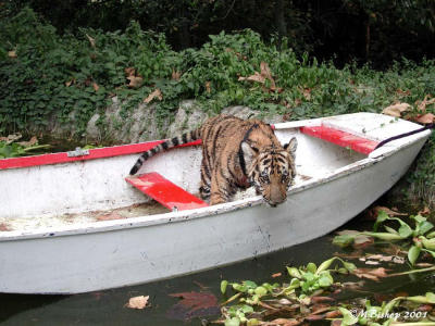 Boat Ride