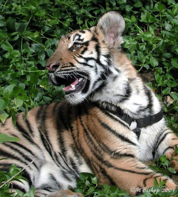 Baby Bengal Tiger at Five Months Old
