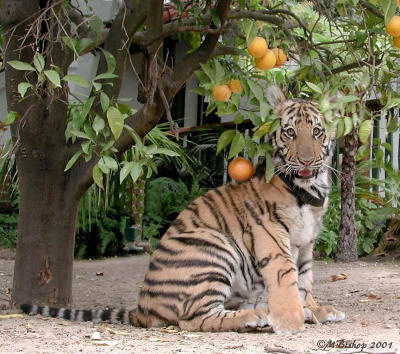 Orange Tree