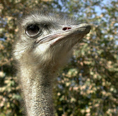 Ostrich Female