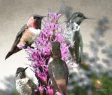 Painting from four hummer photos and a bloom