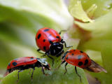 Ladybugs.JPG