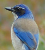 Scrub Jay