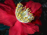 Christmas Rose