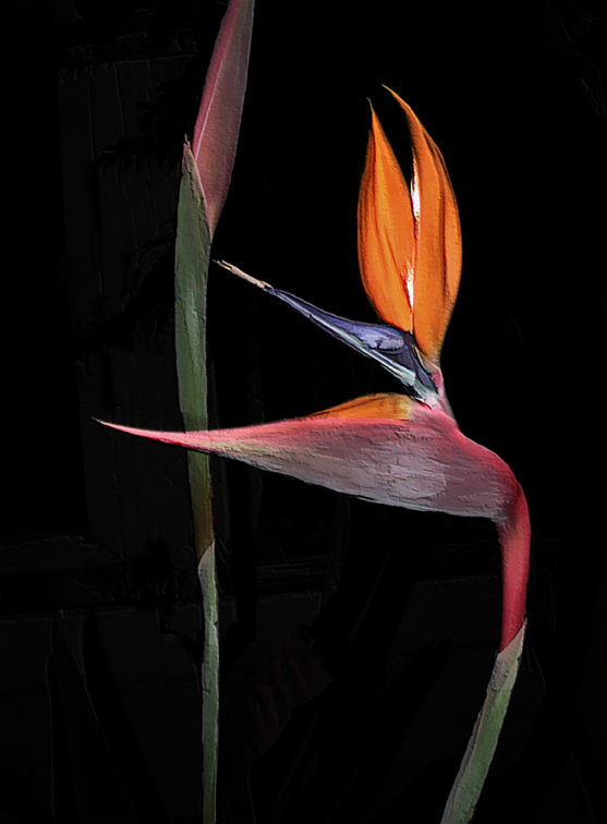 Bird of Paradise Painted.jpg