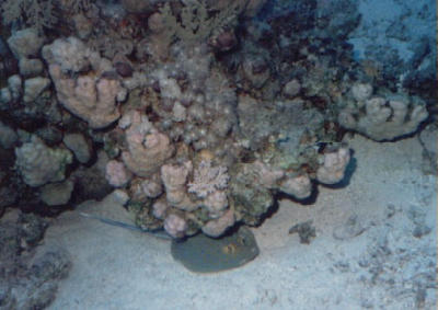 Spotted ray in Florida