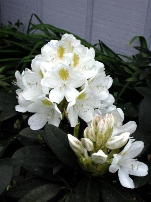 u/cokids/medium/114194.Rhododendron2.jpg