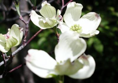 Dogwood comes in late April this year (usually in May)
