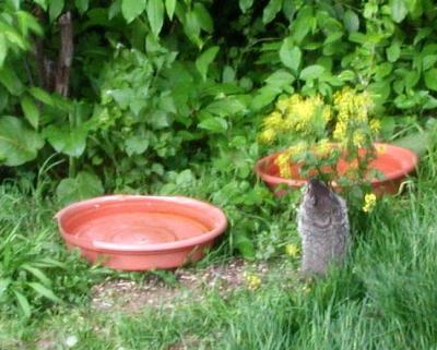 Or how about a spring groundhog baby nibbling a pretty weed? There's spring for you!