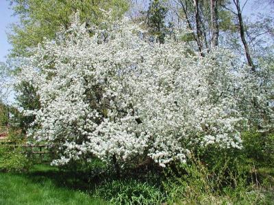Now let's step back and take a look at that crabapple tree. Wow!