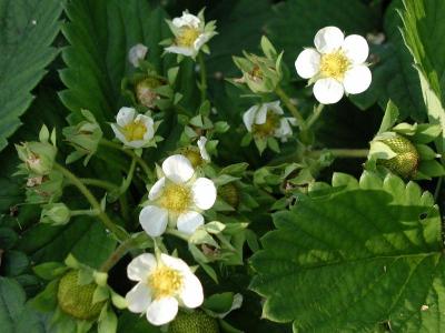 Soon to be strawberries