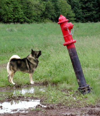 Macho Dog's Worst Nightmare (Photoshop manipulation; not Scout)