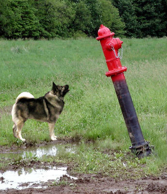 Dog's worst nightmare!