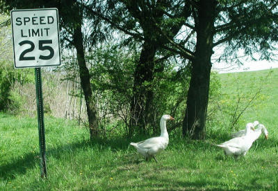 We can barely walk 1/2 a mile an hour!